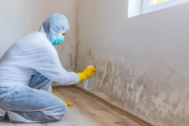 Licensed Mold Remediation service in Warrenton, VA - Car Mold Remediation